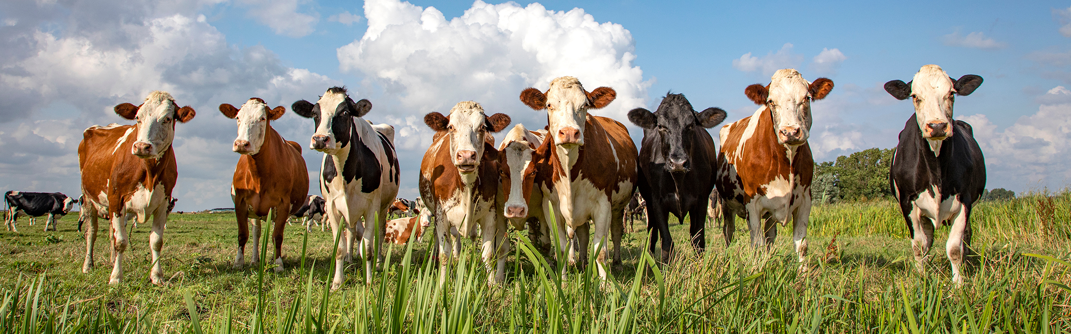 Cows in a pasture image